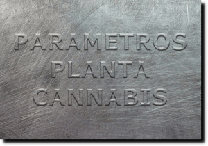 13 Parámetros que determinan la planta de Cannabis